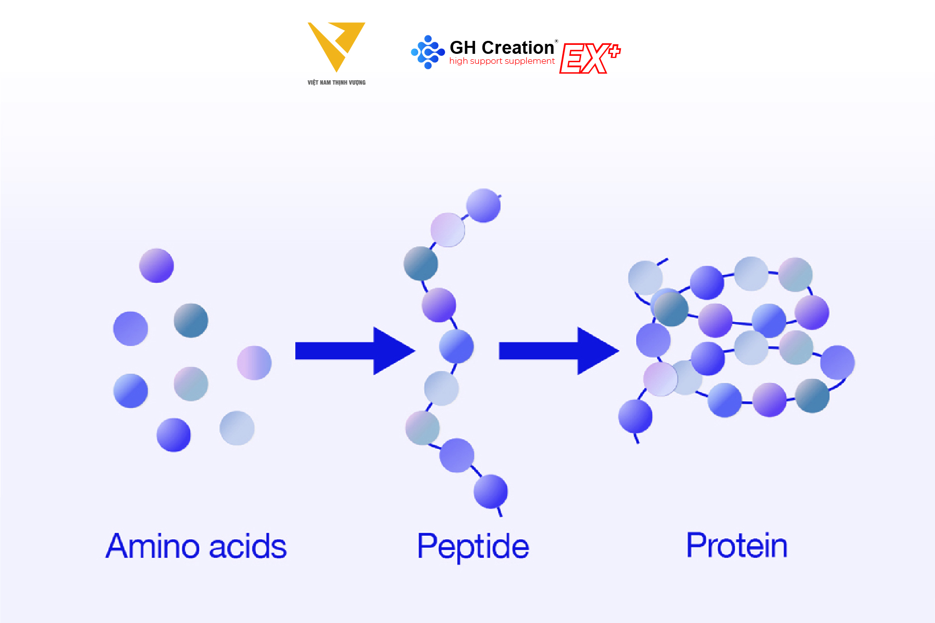 Bone peptide