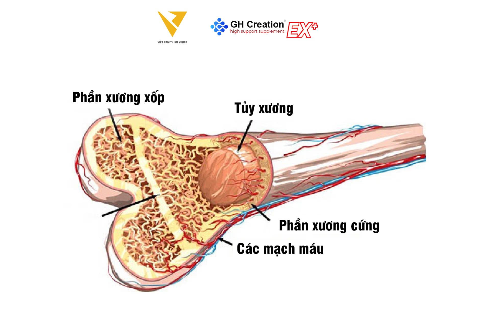 Cốt hóa xương là gì?